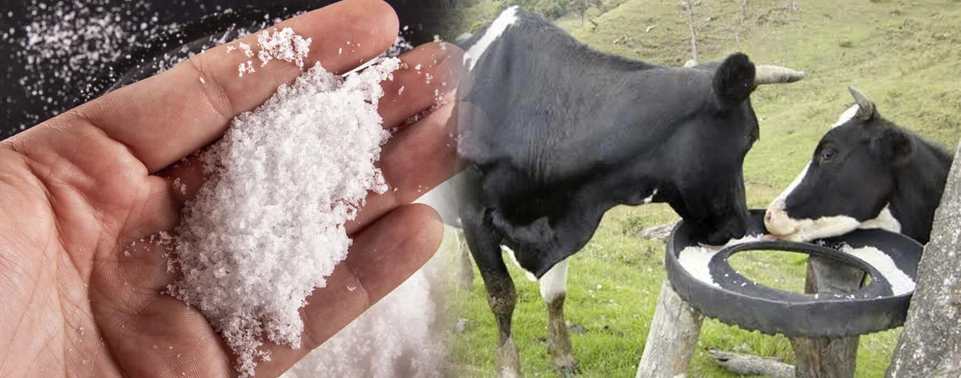 Sal de mar en ganadería, para bovinos y como fertilizante | CONtexto Ganadero