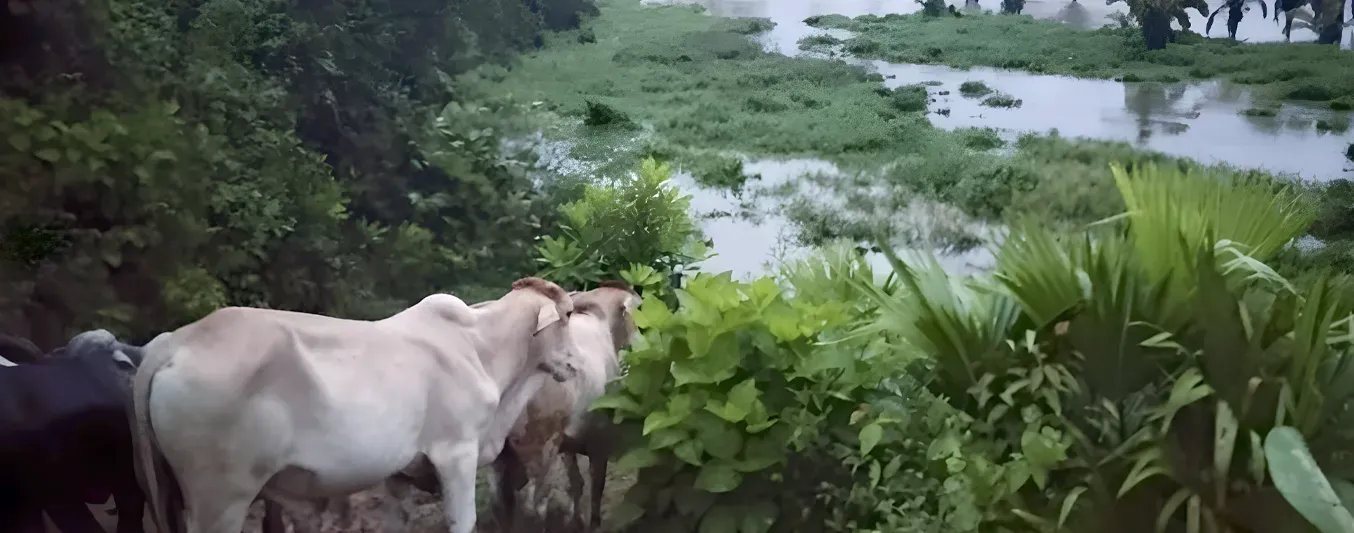 Ganaderos afectados por inundaciones sean exonerados del impuesto predial