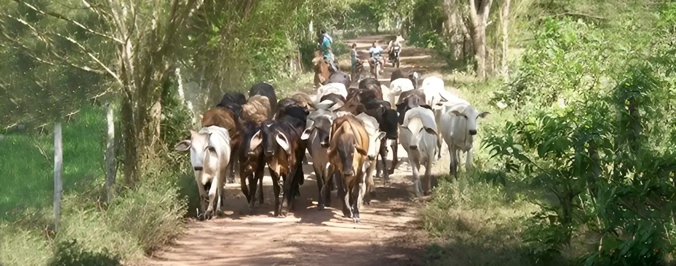 Movilización de ganado en frontera con Venezuela en la mira de las autoridades
