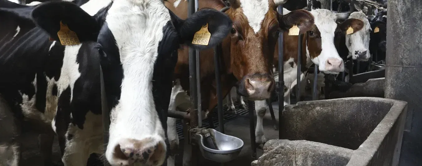 Europa perdió 2,5 millones de vacas lecheras