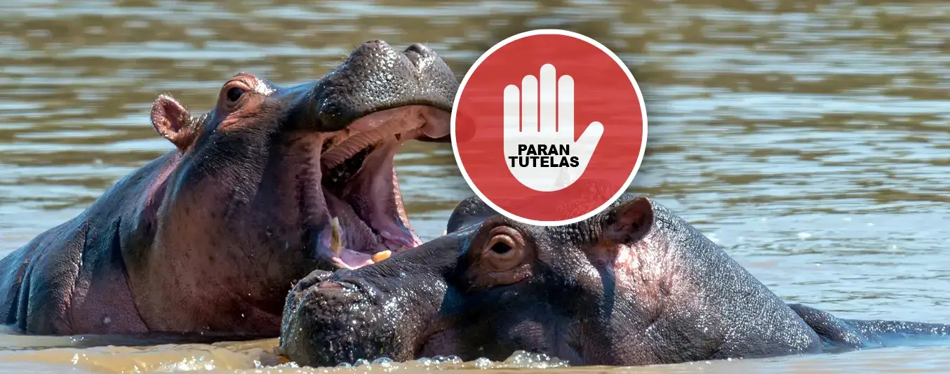 Juzgado frena en seco tutelas contra plan para aplicar eutanasia a hipopótamos