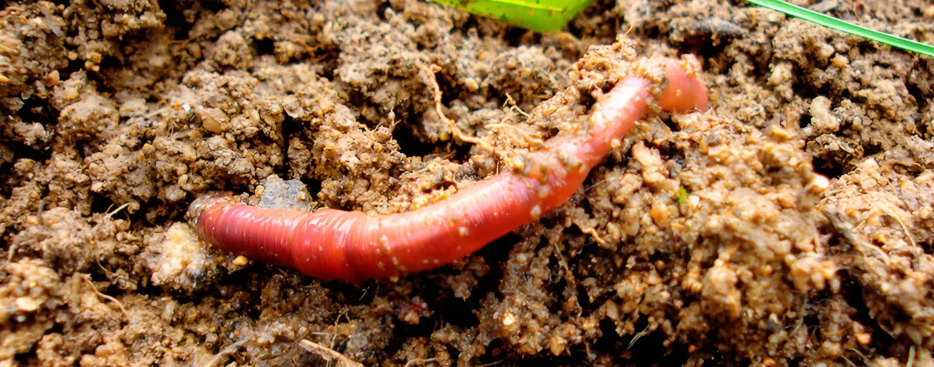 Mesofauna y macrofauna del suelo