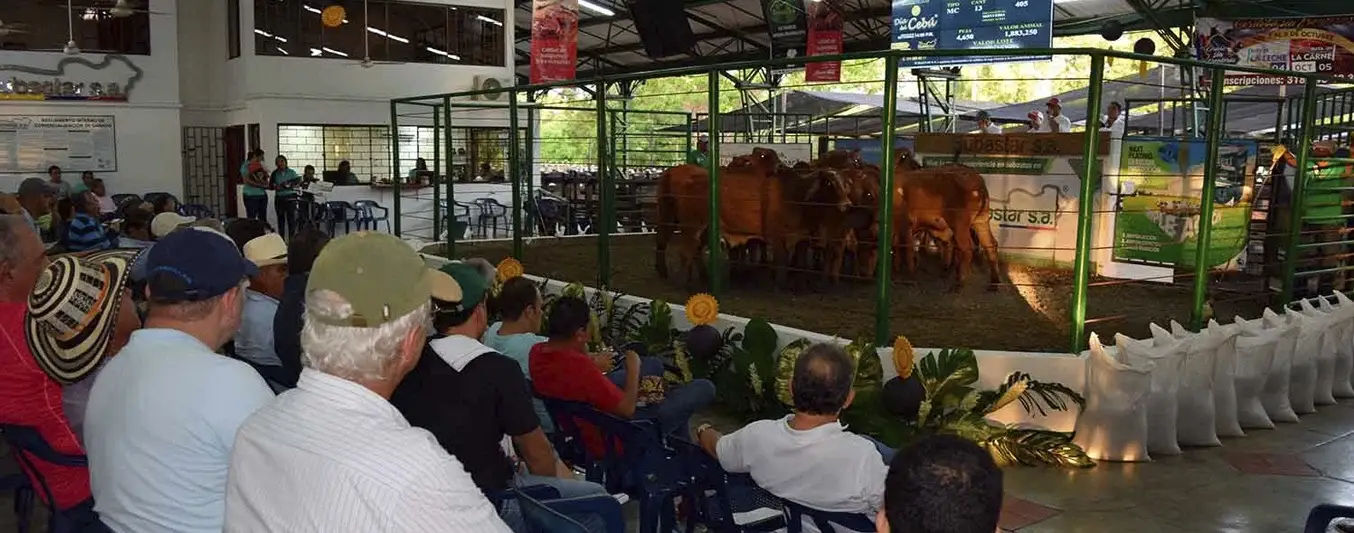 Las subastas bovinas en el pais