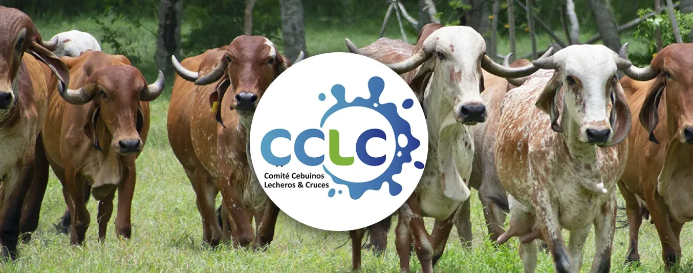 CCLC ahora hace parte de la OEGA de Lorica