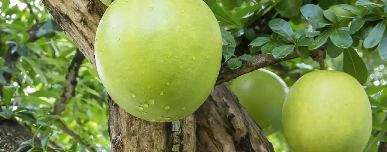 Pulpa de totumo como ensilaje para bovinos