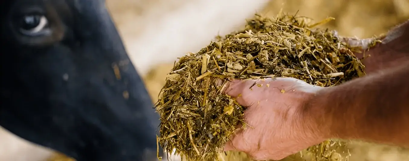 Cómo mezclar el alimento bovino correctamente