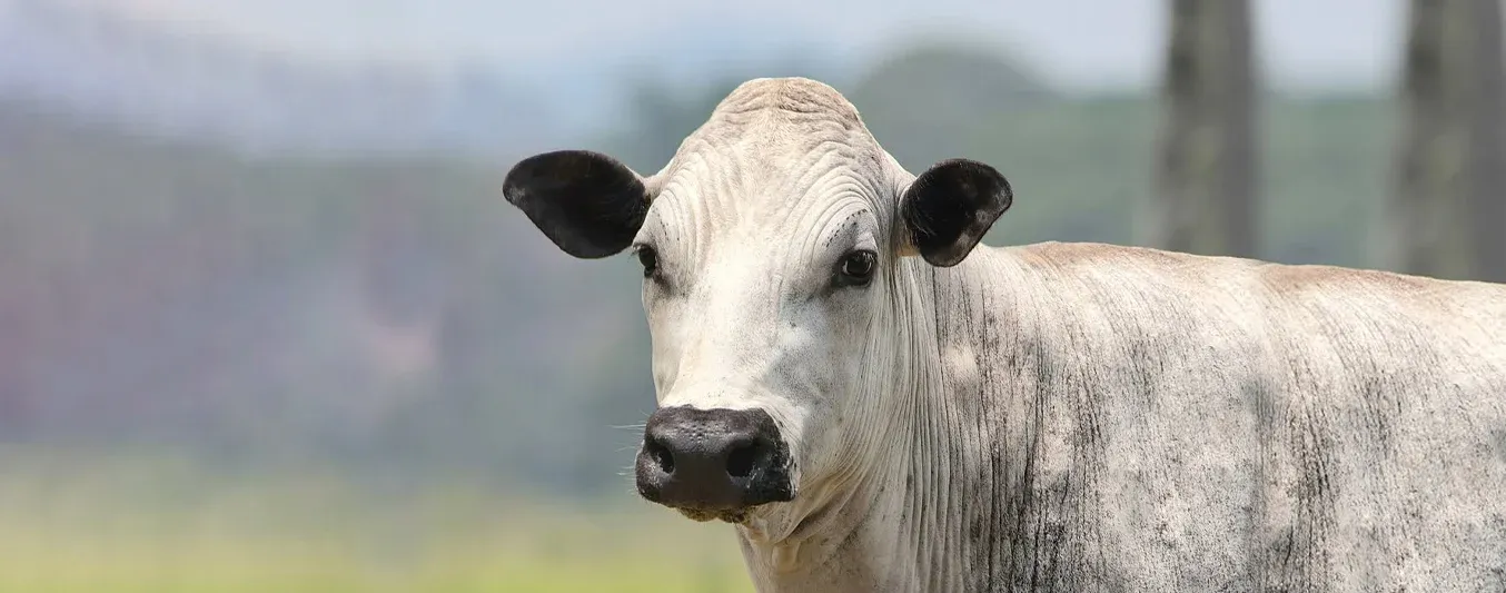 Raza criolla