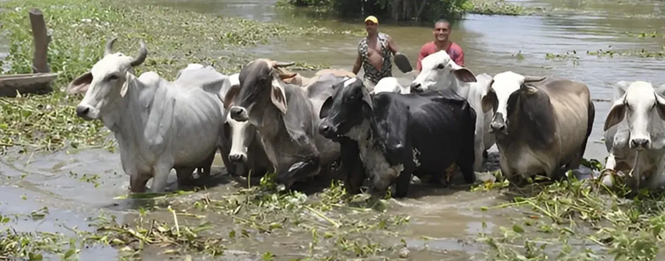 Manejo sanitario de bovinos en época de invierno