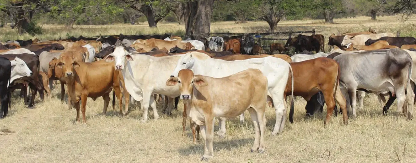 comprar o rentar una finca para tener ganado