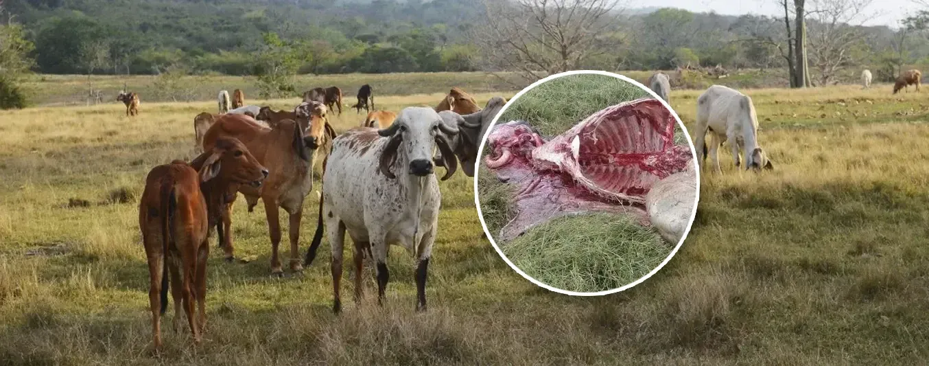 Arauca es epicentro del abigeato y el carneo