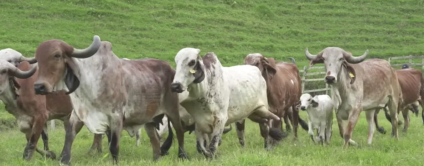 Razas de leche para trópico bajo