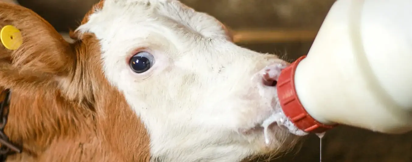 calcular la leche que debe consumir el novillo