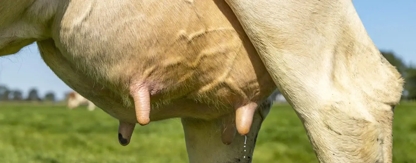 Herramientas tecnológicas para detección de la mastitis