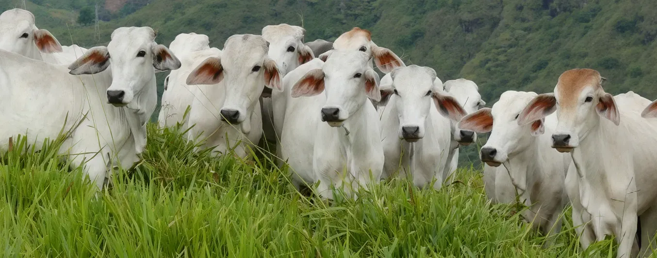 Pasturas contra el calentamiento global