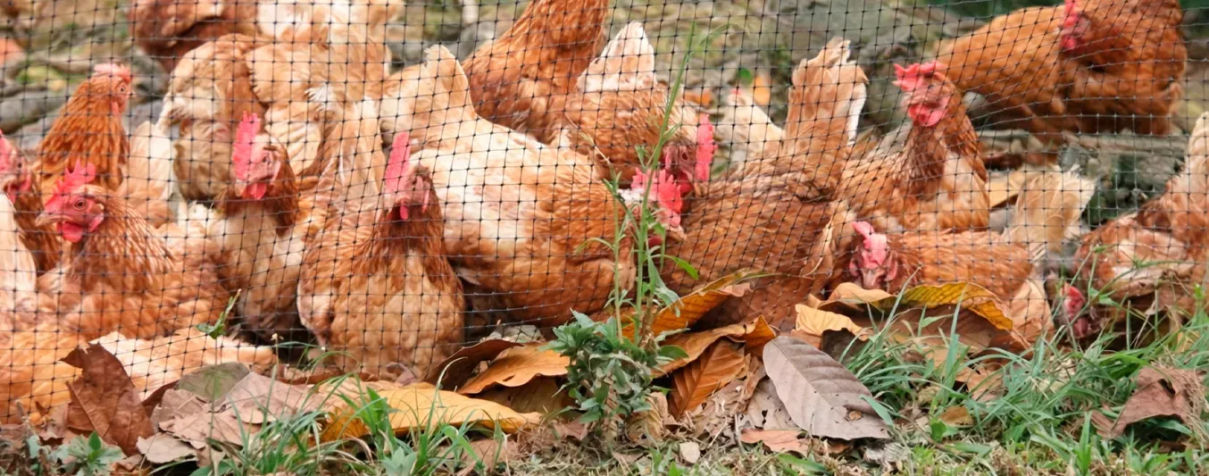 El ICA controla brote de influenza aviar en el Meta