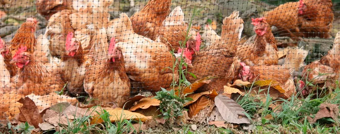 El ICA controla brote de influenza aviar en el Meta