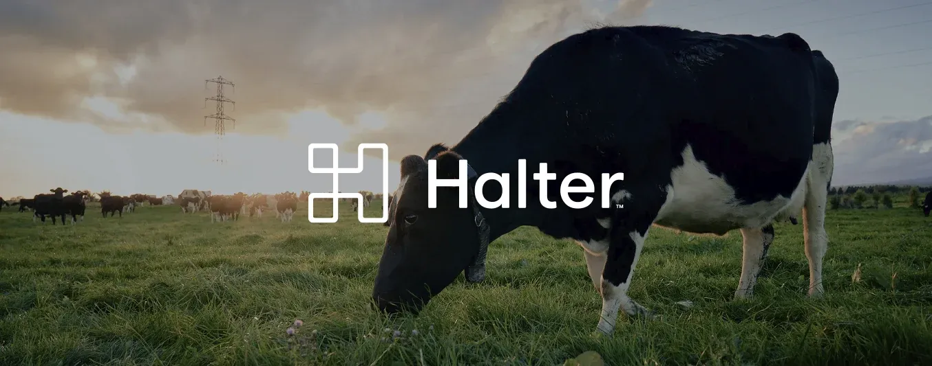 Empresa de collares inteligentes que ahora es ejemplo mundial