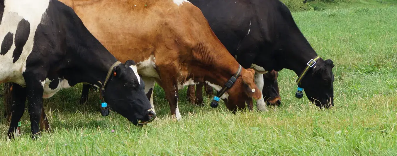 La relación entre el consumo de pasturas y la producción de leche