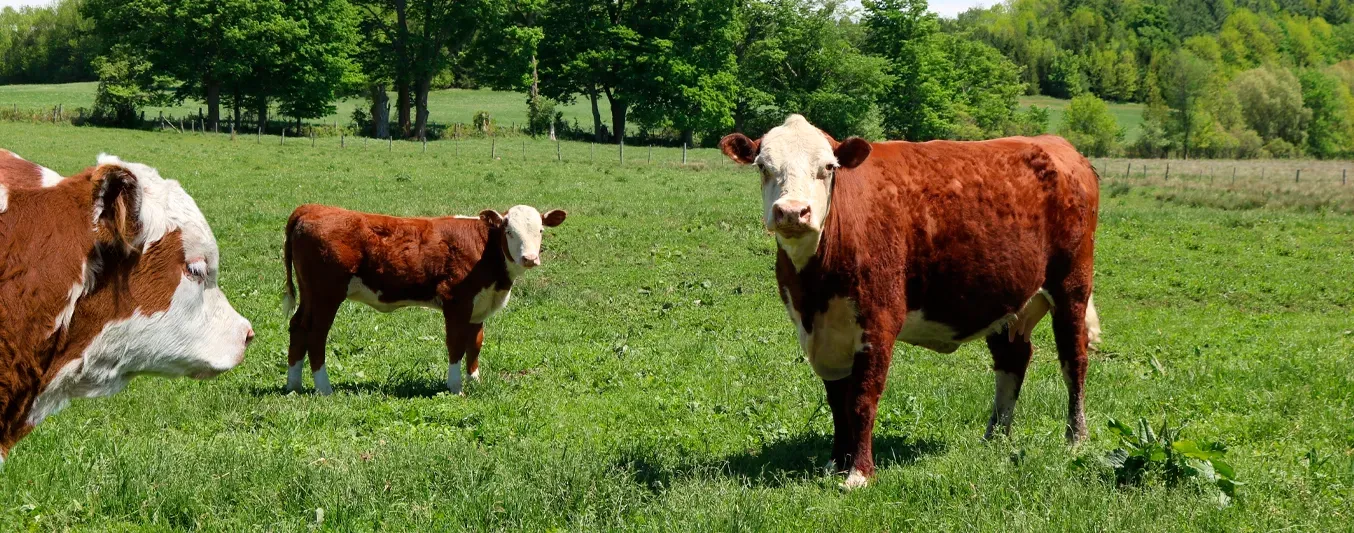 Europa sigue en aprietos:Grecia confirma el primer caso de fiebre aftosa en su territorio en un cuarto de siglo