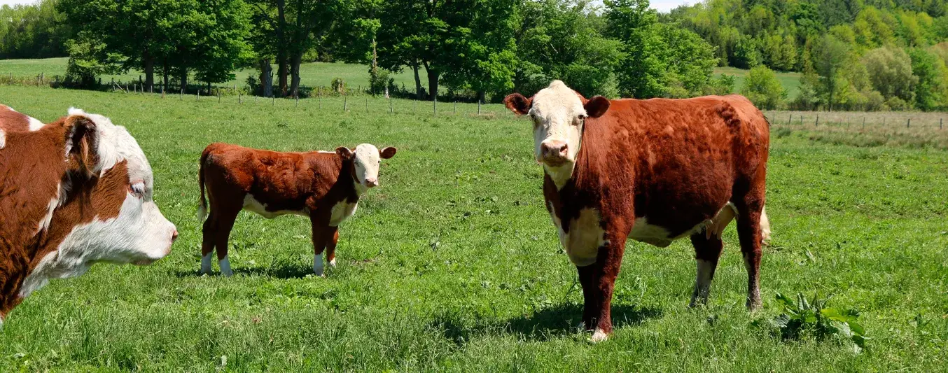 Europa sigue en aprietos:Grecia confirma el primer caso de fiebre aftosa en su territorio en un cuarto de siglo