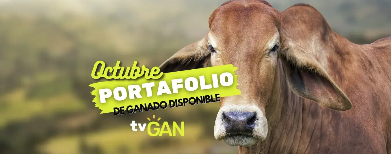Catalogo disponile TvGan octubre