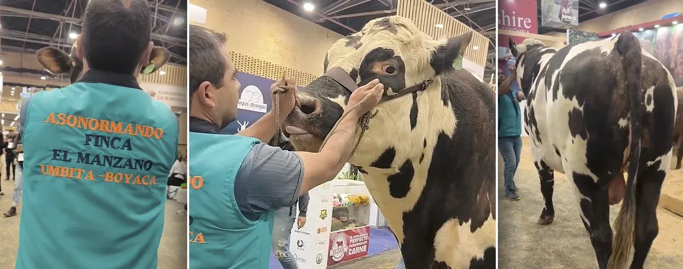 El toro normando que pesa 1200 kilos y ha vendido 700 pajillas
