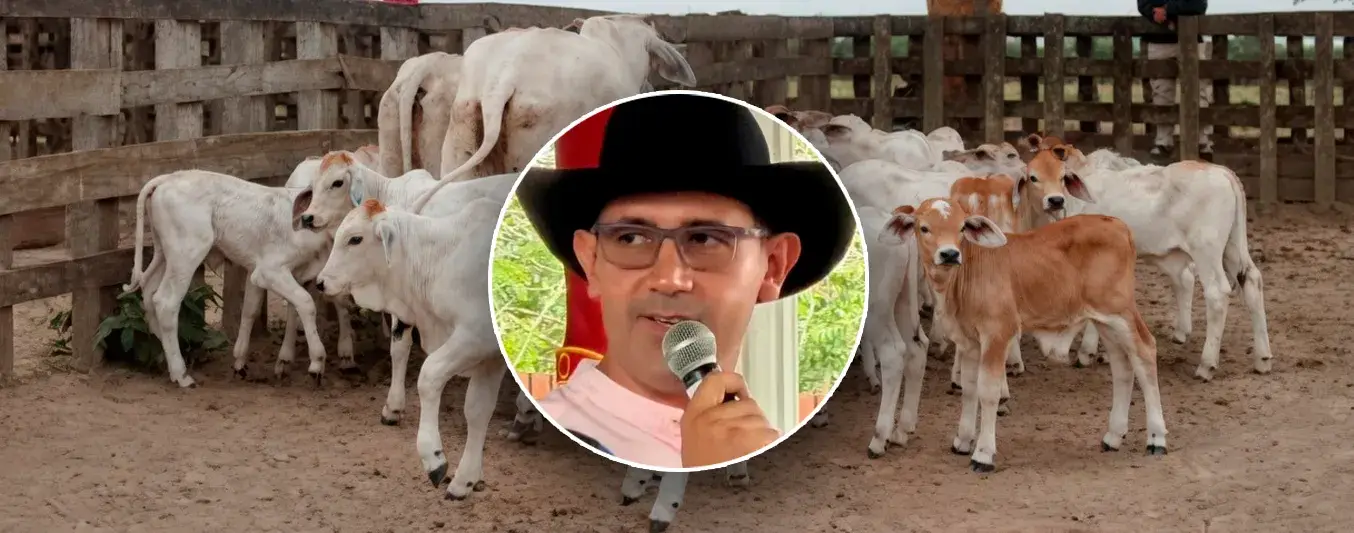 Alto interés por terneros bovinos mueve su precio al alza en algunas zonas de Arauca