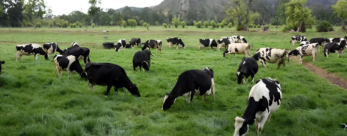 En Cundinamarca ganaderos están siendo apoyados con asistencia técnica y científica