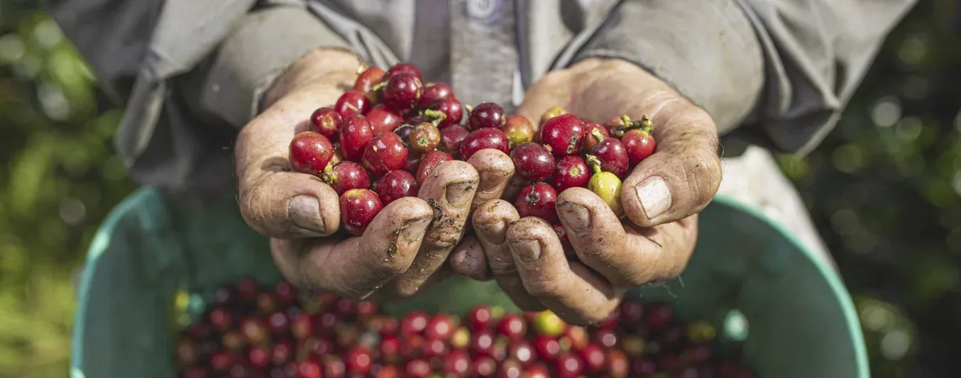 Producción cafetera