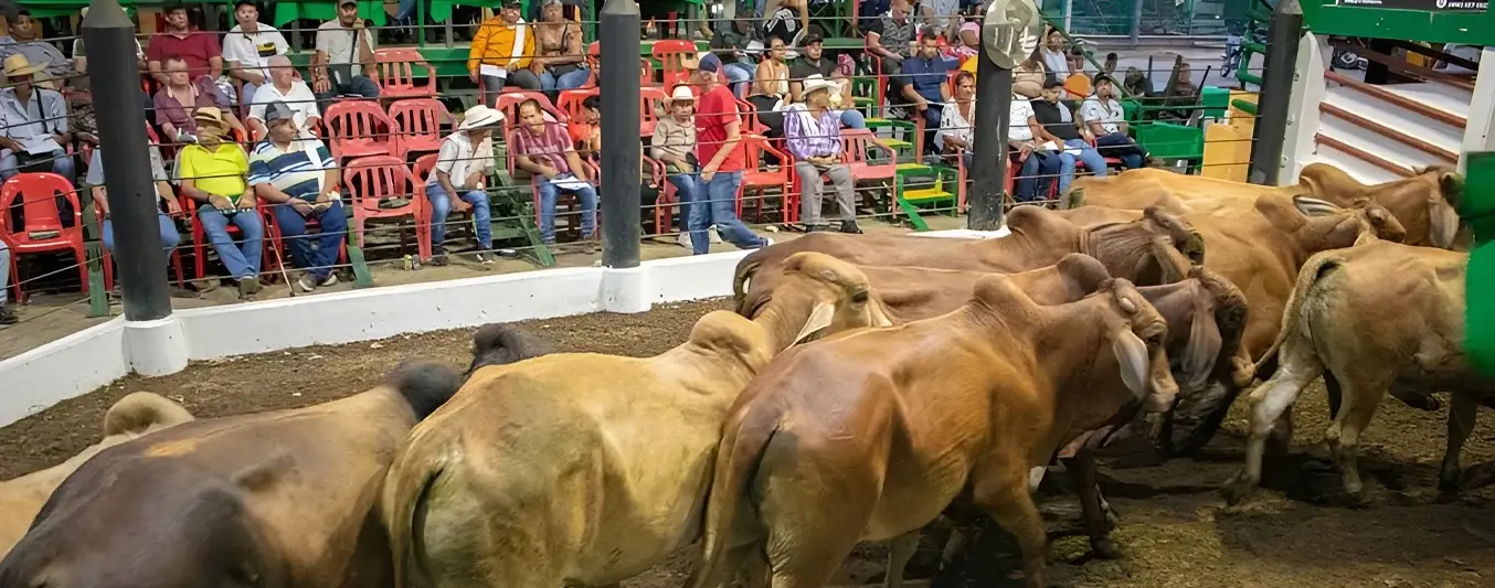 Subasta Ganadera