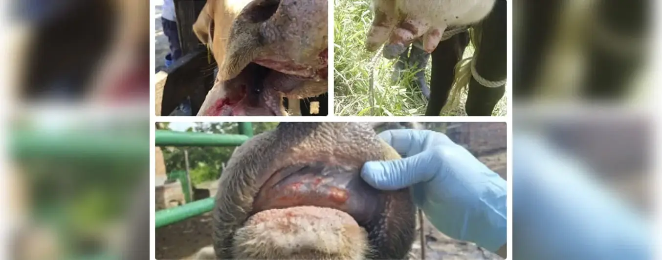 estomatitis- vesicular en colombia