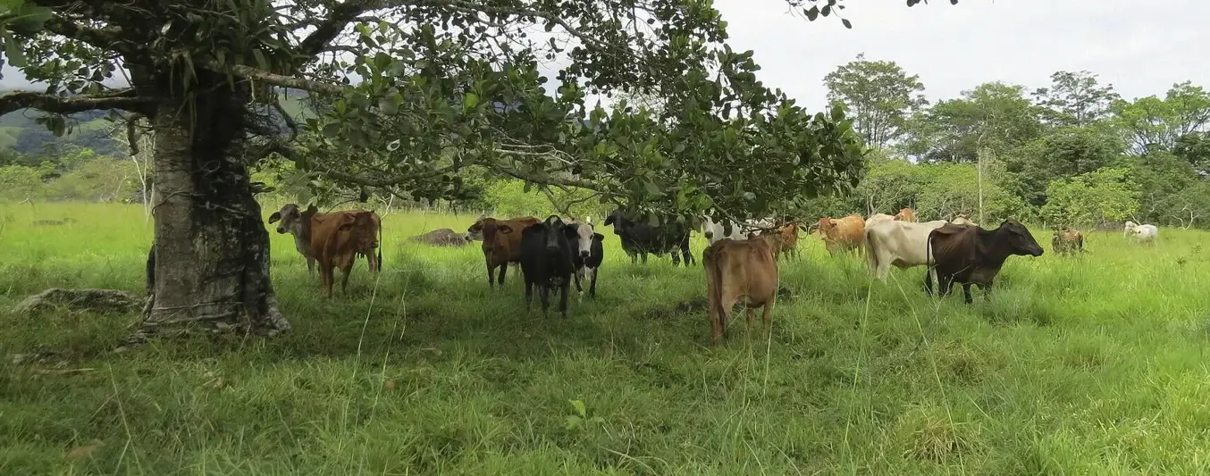 Prácticas ganaderas sostenibles