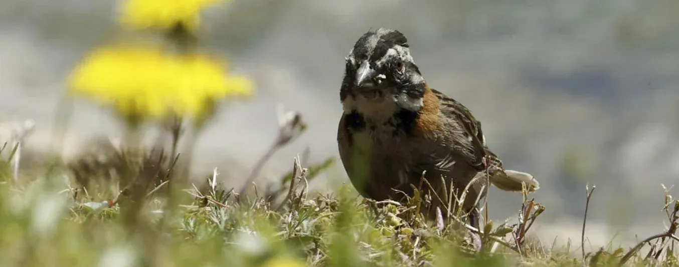 Floricultores están  preservando aves migratorias  en sus fincas