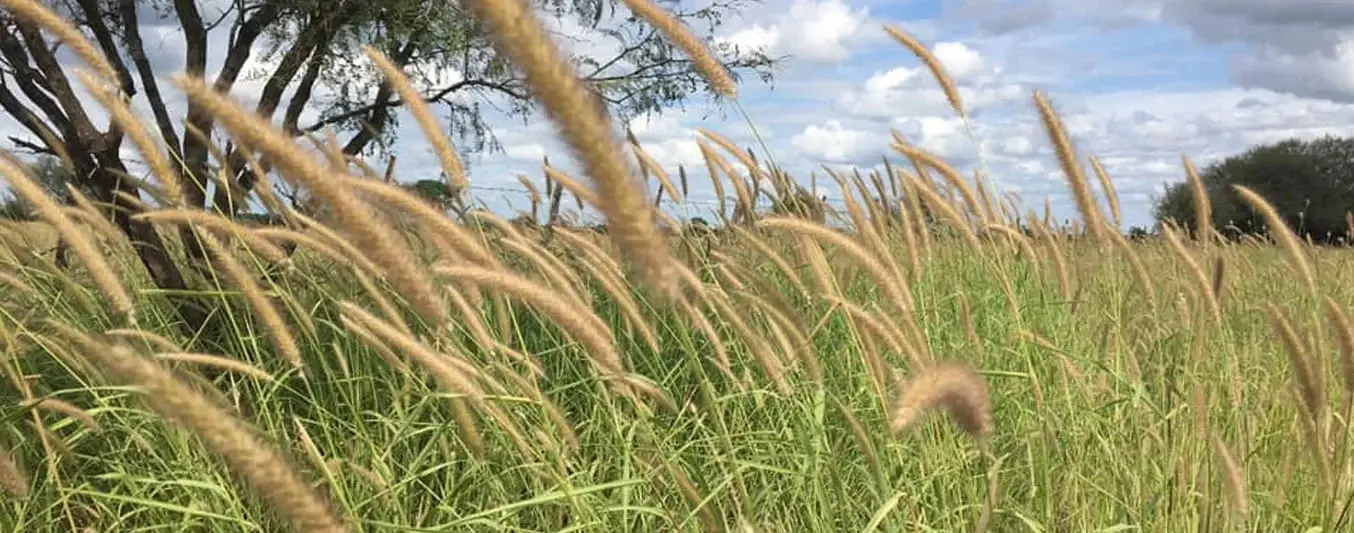 Conozca por qué el pasto buffel es ideal para la alimentación bovina ...