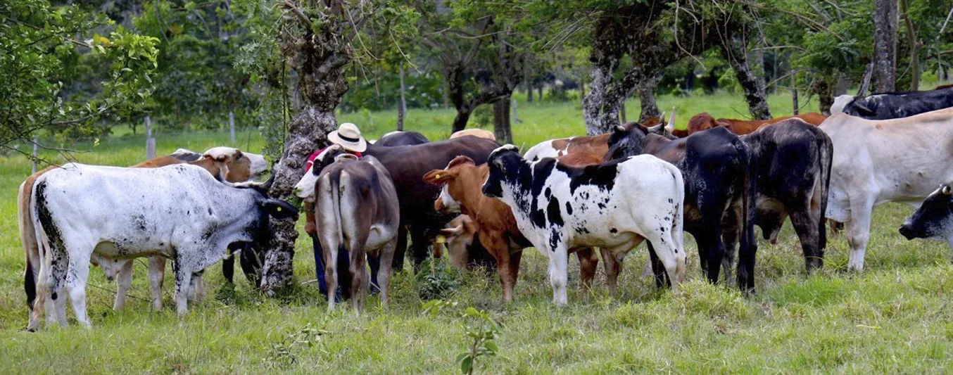6.000 hectáreas de ganadería en Orinoquia