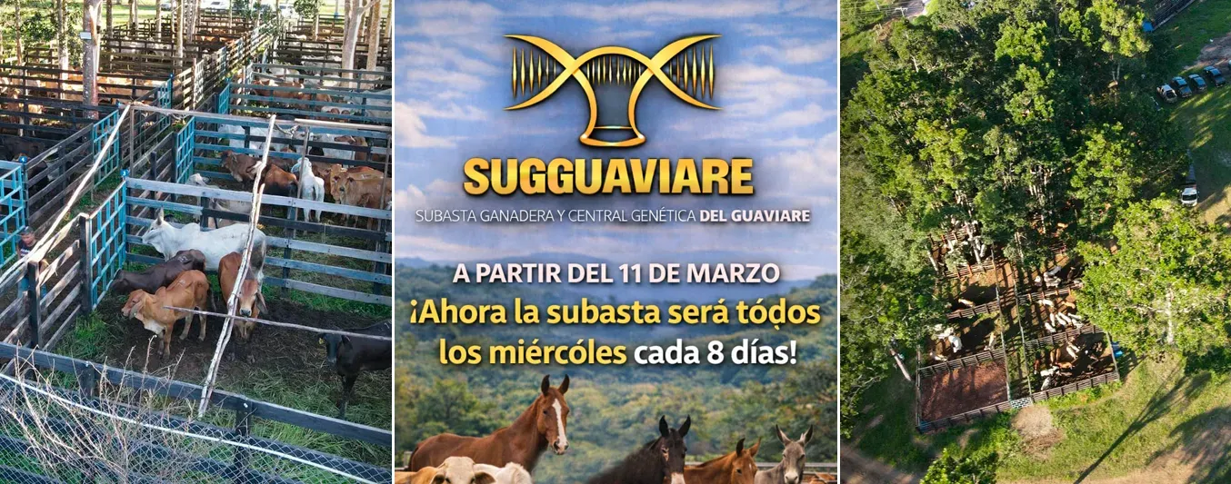 Subasta del Guaviare finaliza convenio comercial con Sugaberrio e iniciará con los miércoles de remates