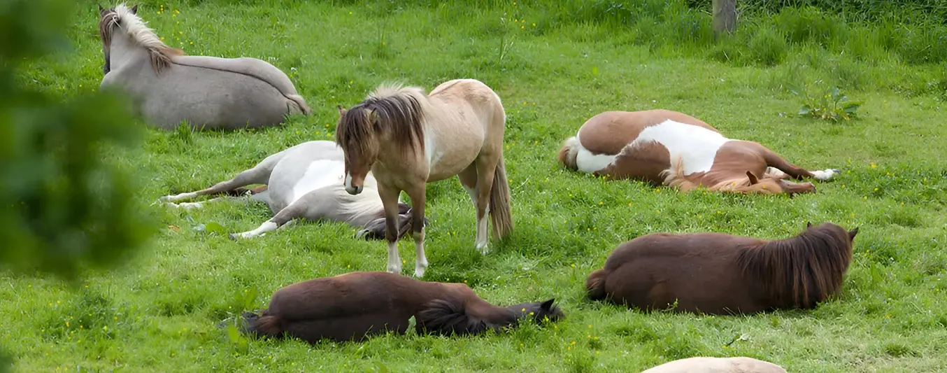 Cómo duermen los caballos