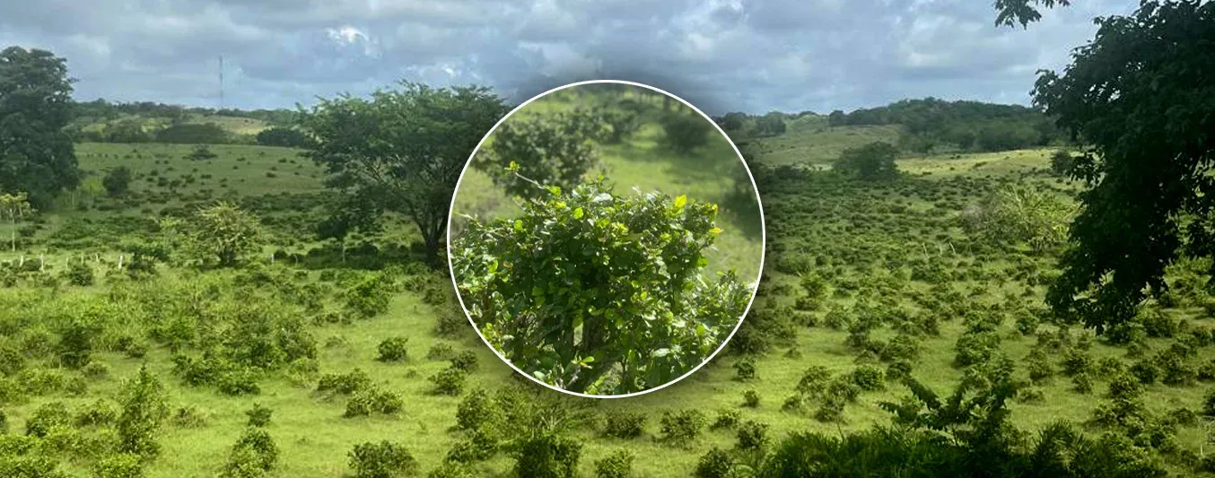 Jorge Jiménez, el ganadero que pasó de algodonero a modelo de sostenibilidad en Sucre