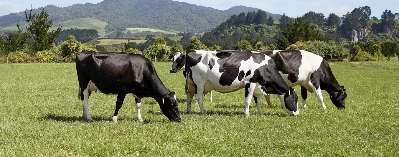 Menos vacas, más riesgos: el declive global del pastoreo