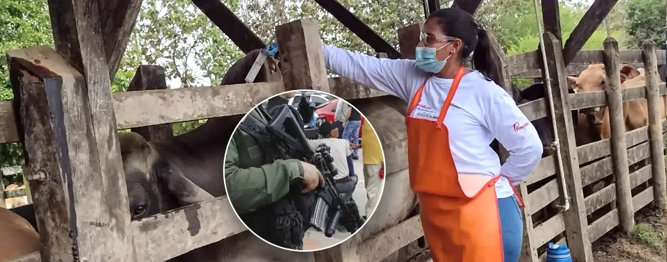 La inseguridad el ciclo de vacunación