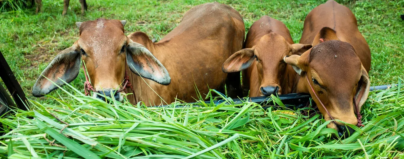 Cómo recuperar el suelo tras las inundaciones y garantizar alimento para el ganado