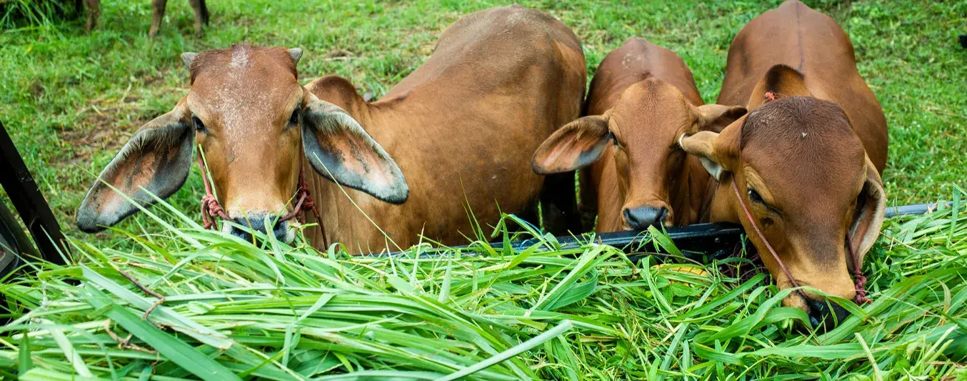 Cómo recuperar el suelo tras las inundaciones y garantizar alimento para el ganado