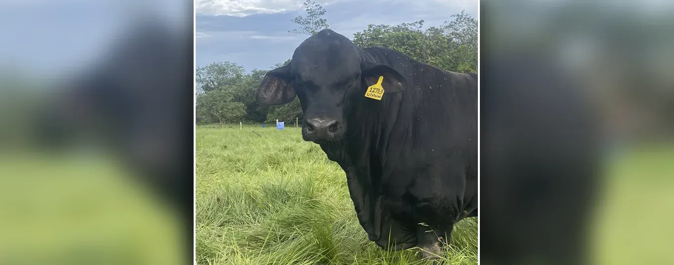 Miembro del Círculo de Gestión en Ganadería Sostenible de Fedegán, se convierte en productor de campeones Brangus
