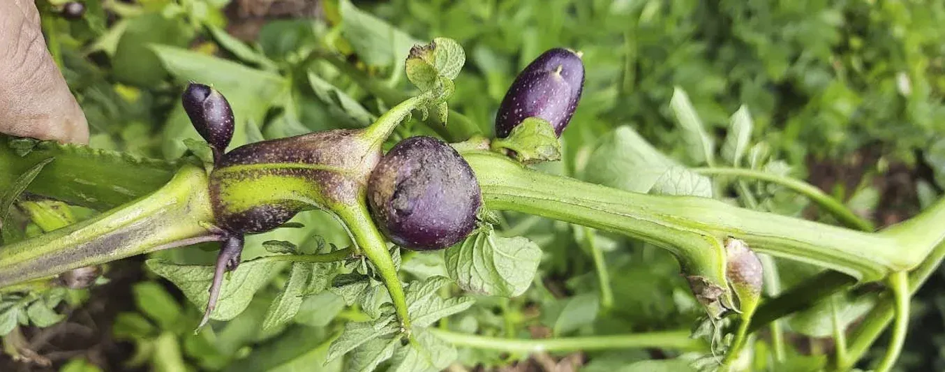 Cómo manejar correctamente el complejo de Punta Morada de la papa