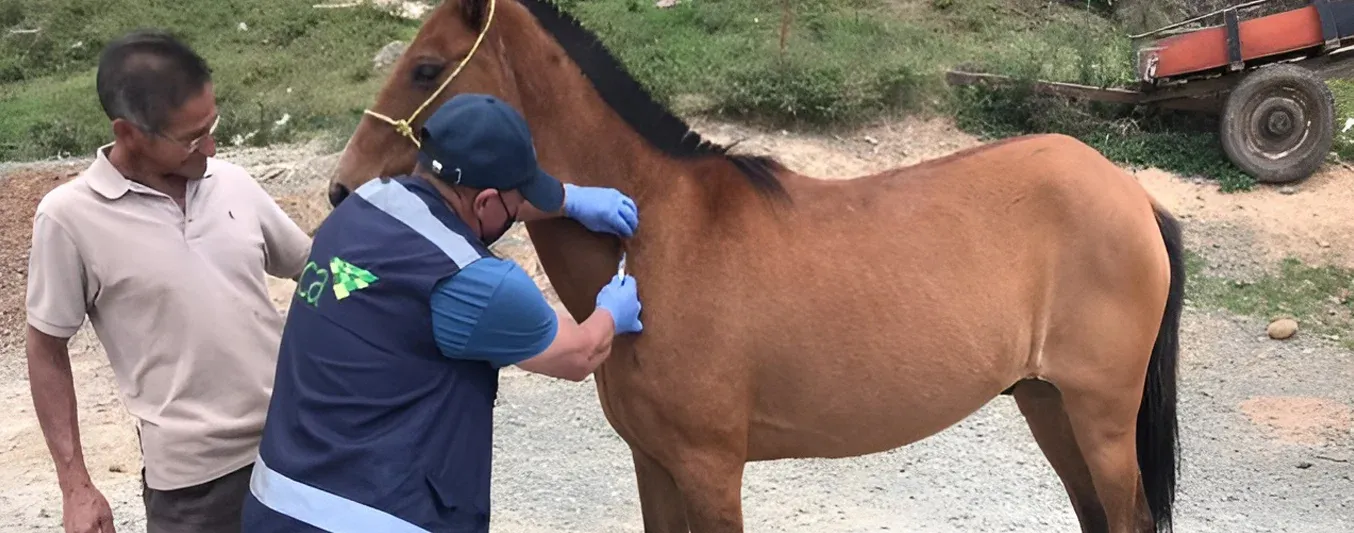 Ganaderos le reclaman al ICA por escasez de la vacuna contra la encefalitis equina
