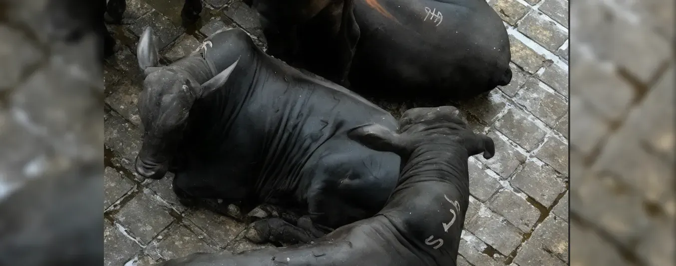 Ejemplar brangus rompe récords en Expomalocas