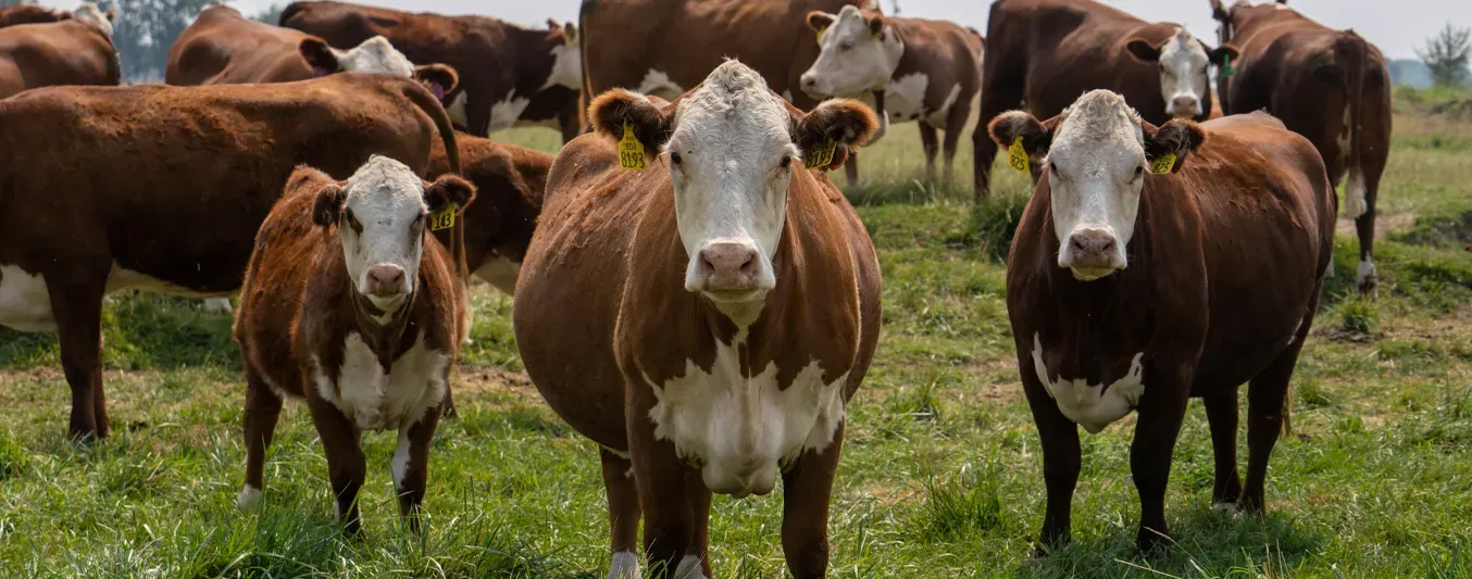 MSD - Ordeño inteligente