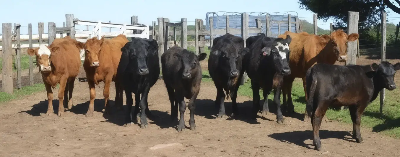 Cómo le fue a la seguridad ganadera en el 2025: Abigeato