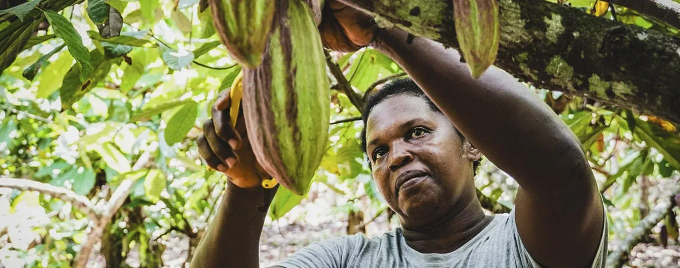 Sustitución de cultivos de coca por cacao