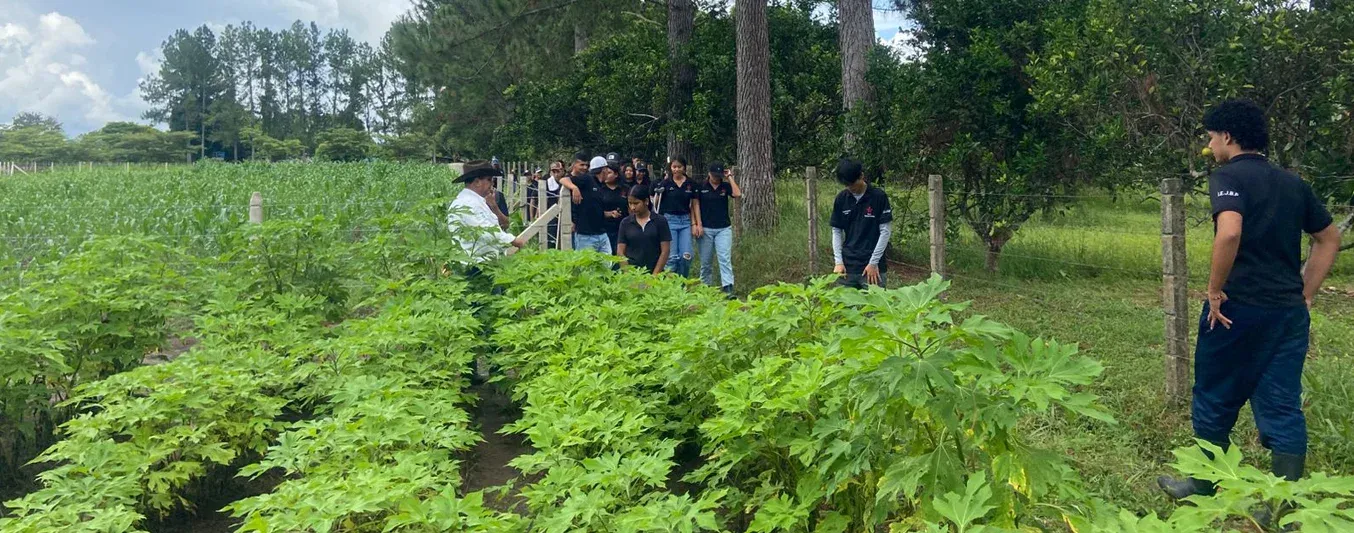 Silvopastoriles en 4 etapas